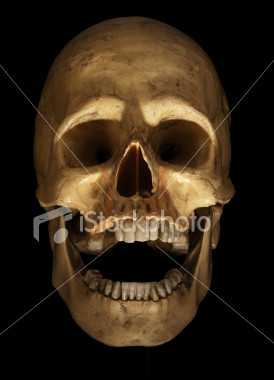 Skull from iStockPhoto