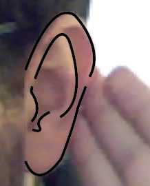Ear Detail